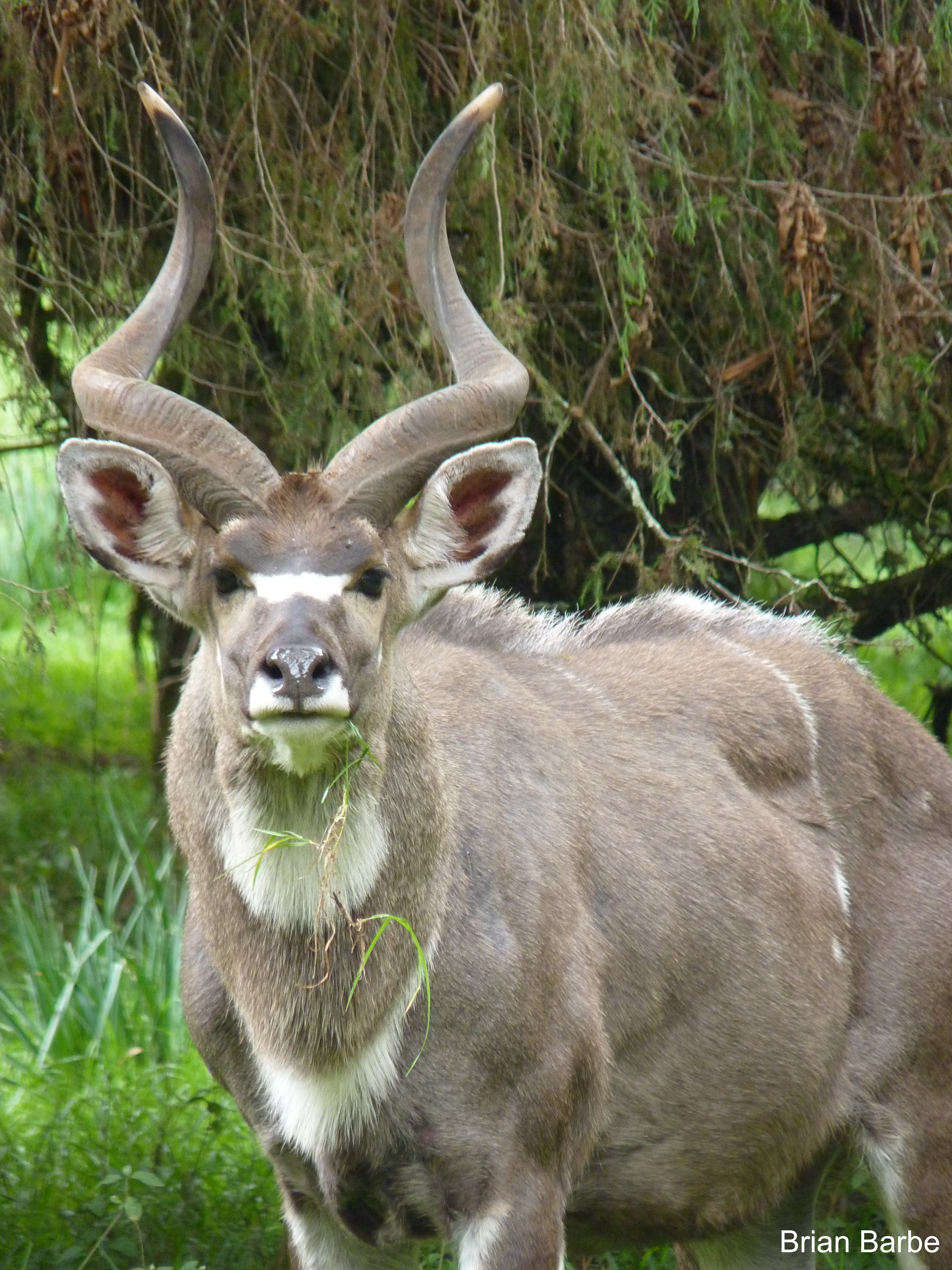 Chebera Churchura , Maze National park, Bale National park , Awash Natinoal Park