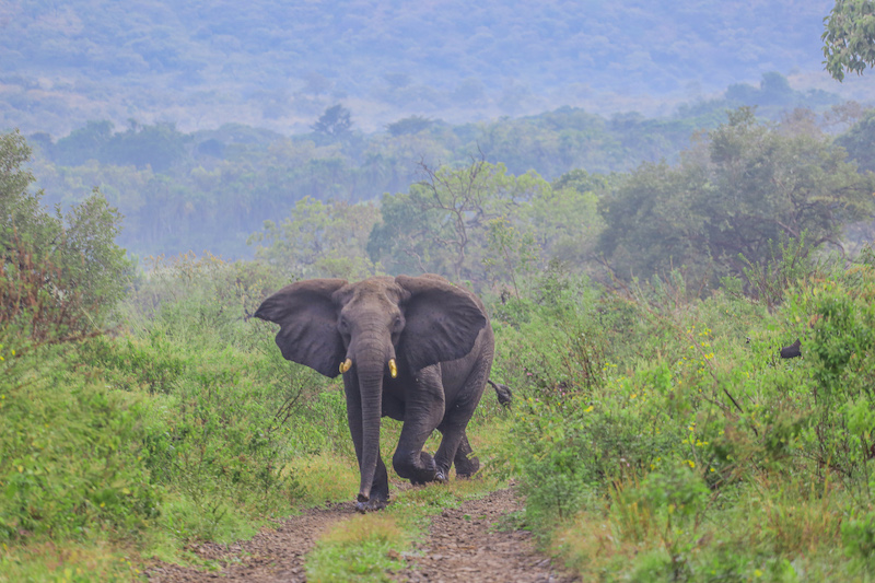 Chebera Churchura , Maze National park, Bale National park , Awash Natinoal Park